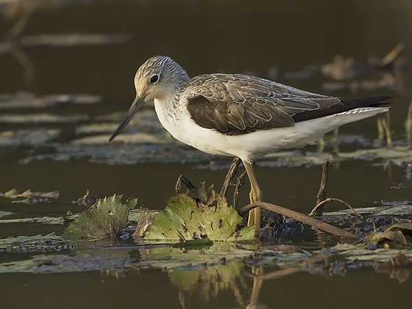 Valkoviklo, Common Greenshank, Tringa nebularia